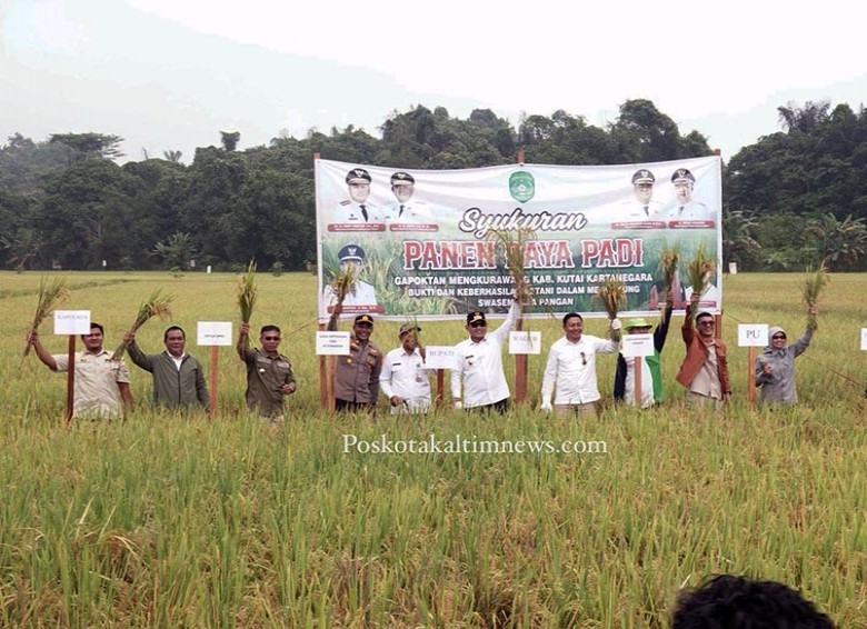 Panen Raya 137 Hektare di Mangkurawang, Petani Harapkan Tambahan Bantuan Irigasi