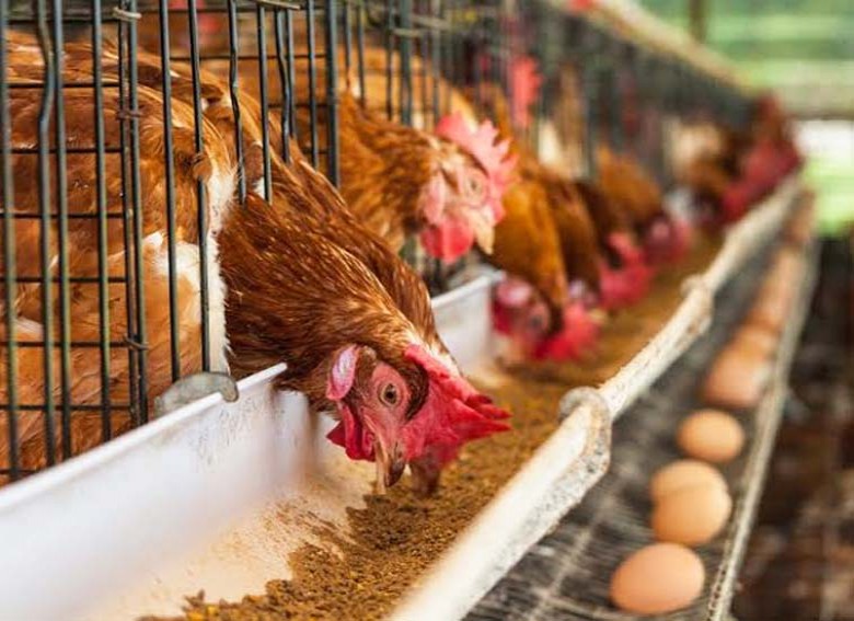 Bupati Kukar Dorong Pembentukan Kelompok Peternak untuk Pastikan Ketersediaan Kebutuhan Hewani
