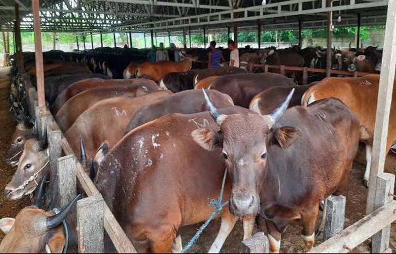 Penuhi Kebutuhan Hewan Kurban, Distanak Berau Beri Izin Datangkan Sapi dari NTT