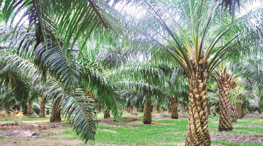 Disbun Berupaya Tingkatkan Produktivitas Kelapa Sawit Milik Pekebun
