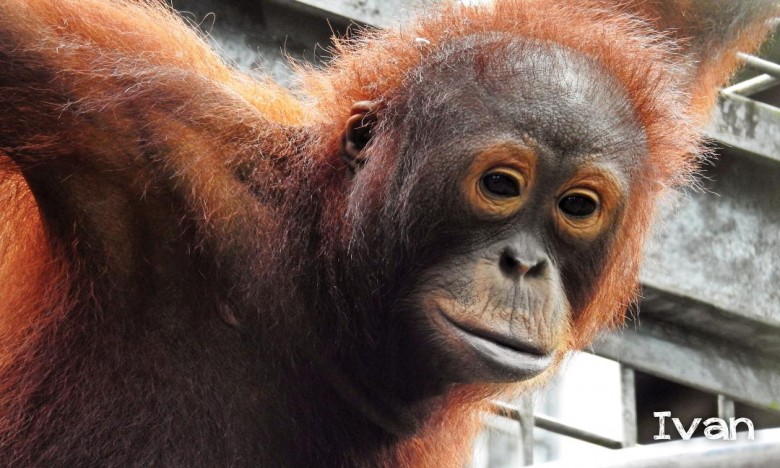 Lima Orangutan Dilepaskan ke Kehje Sewen