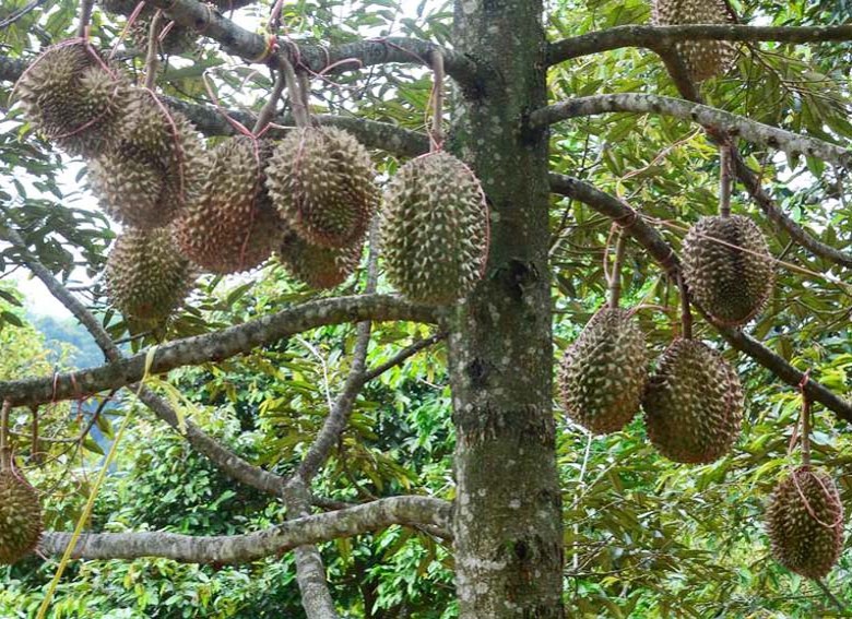 Desa Rapak Lambur Akan Kembangkan Wisata Kebun Buah Durian
