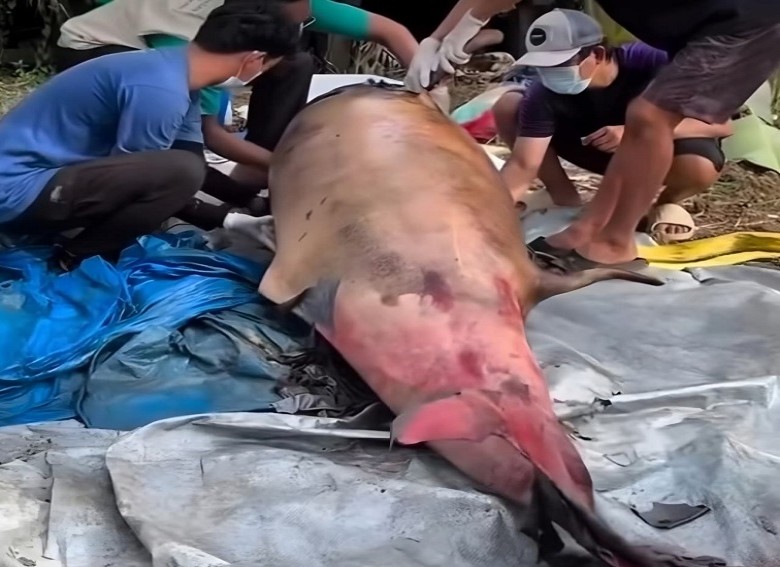 Pesut Mahakam "Lion" Mati Setelah Tiga Dekade Menghuni Sungai