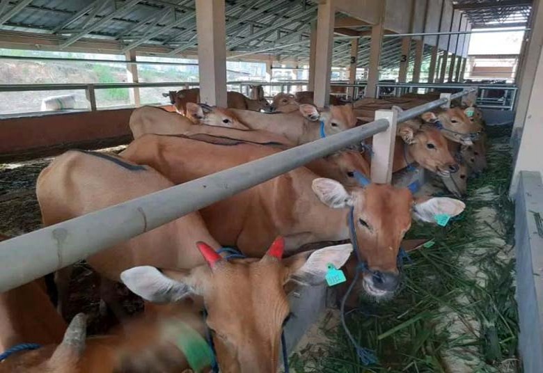 Distanak Kukar Siapkan Bibit Sapi untuk Peternak