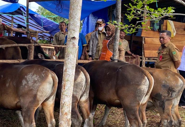 Bupati Berau Pastikan Sapi Kurban dari Luar Daerah Sehat