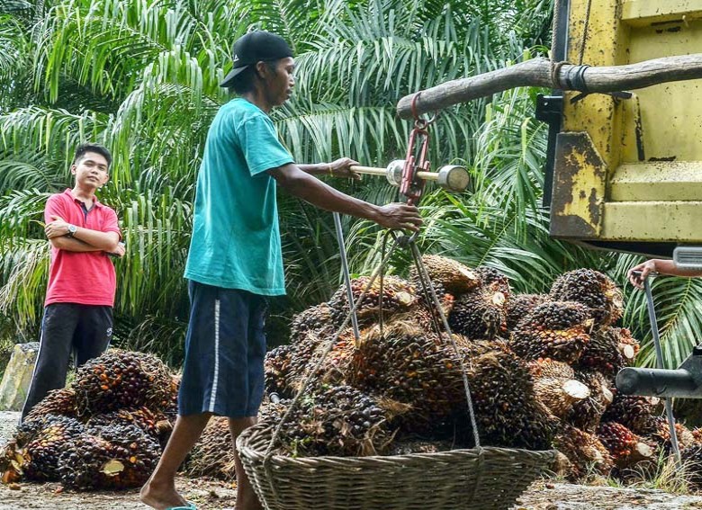 Keluhan Petani Sawit Soal Sulitnya Peroleh Pupuk Subsidi, Disbun Berau Upayakan Solusi Terbaik