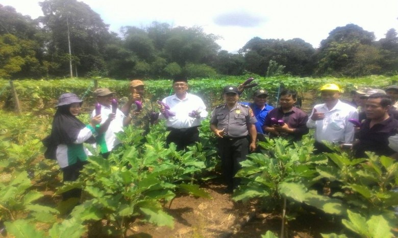 Kelurahan Loa Ipuh Darat Panen Sayur bersama Kelompok Tani Kendoyan