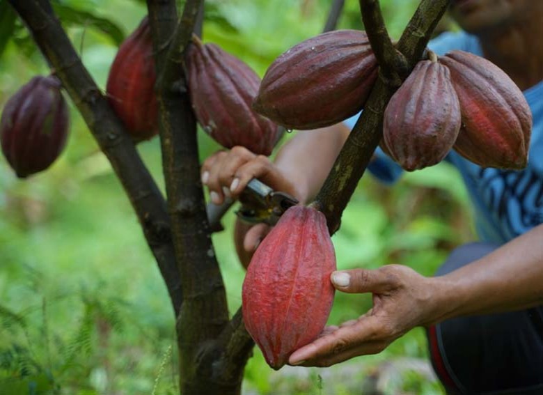 Dinas Perkebunan Berau Fokus Prioritaskan Kakao dan Kelapa Dalam Tahun Ini