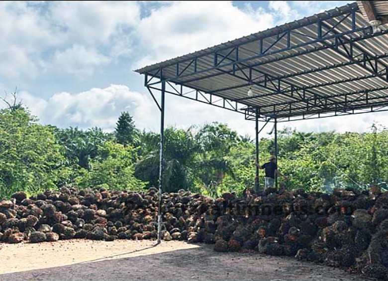 Petani Margahayu Mulai Alihkan Fokus dari Karet ke Sawit, Dinilai Lebih Efisien dan Menguntungkan