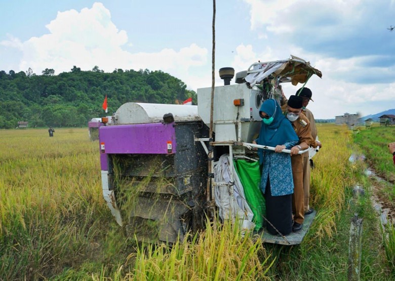 Kampung Buyung Buyung jadi Lumbung Padi