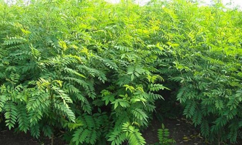 Kaltim Kembangkan 7.500 Pohon Tanaman Indigofera 