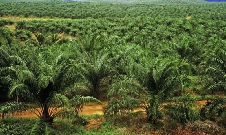 2018, Ditargetkan 1,6 Juta Hektar Kebun Sawit di Kaltim