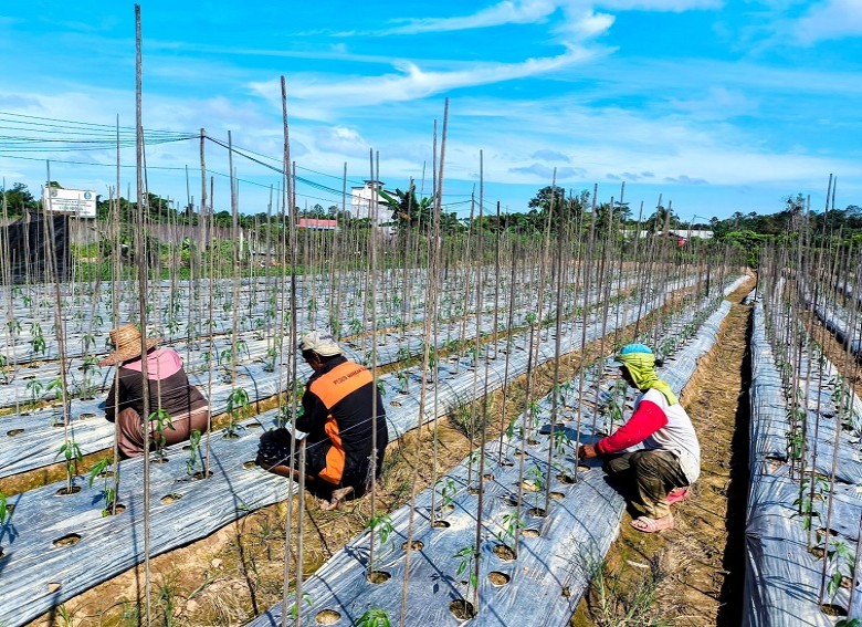 PT Pertamina EP Sangatta Field Kembangkan Program ECO-STEP Semberah Dukung Pertanian Berkelanjutan di Kutai Kartanegara
