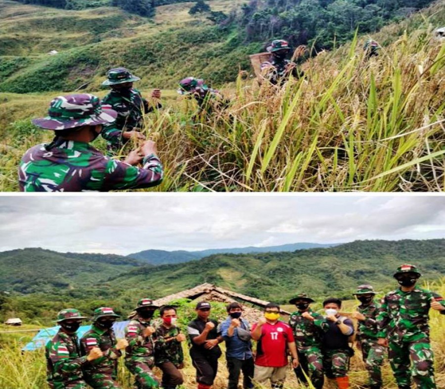 Satgas Pamtas Yonif 614/Rjp Gotong Royong Panen Padi Dengan Masyarakat Desa Apau Ping