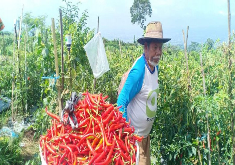 Jelang Ramadan, Stok Cabai Dijamin Aman