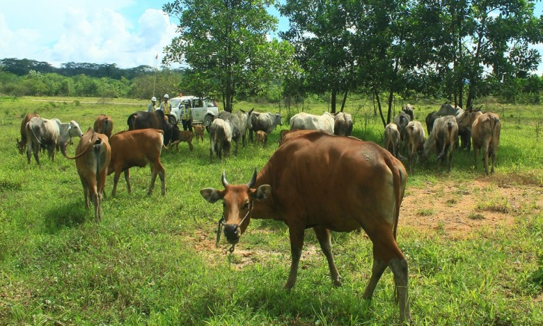 Stok Hewan Kurban di Kukar Mencukupi